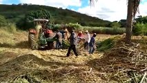 Secretaria de Agricultura de Bernardino Batista inicia silagem das plantações na zona rural