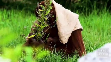 Annesinin yanından ayrılmıyor