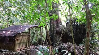 Set Traps, Live Alone In My Bamboo House - Cabin / Living Off Grid (Ep.3)