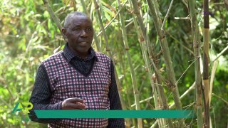 Make Money Through Bamboo Farming. They Have Over 1000+ Through Value Addition