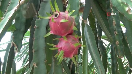 Babası için ejder meyvesi yetiştirdi, şimdi ihraç ediyor