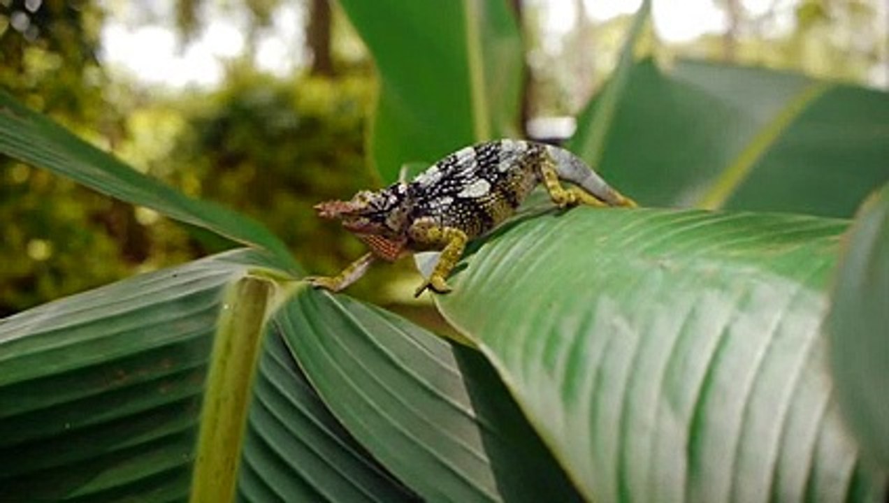 Two-Horned Chameleon