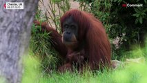 Zwei Wochen jung, aber oho: Seltener Sumatra-Orang-Utan im Zoo geboren
