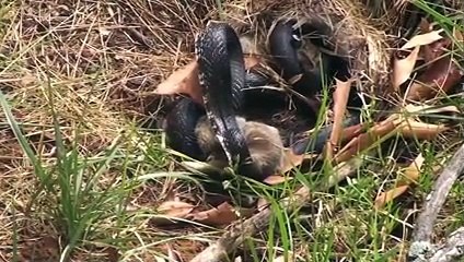 Anne tavşan yılanla böyle mücadele etti