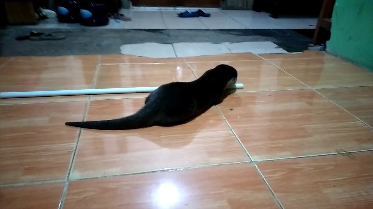 BERMAIN DENGAN LEO