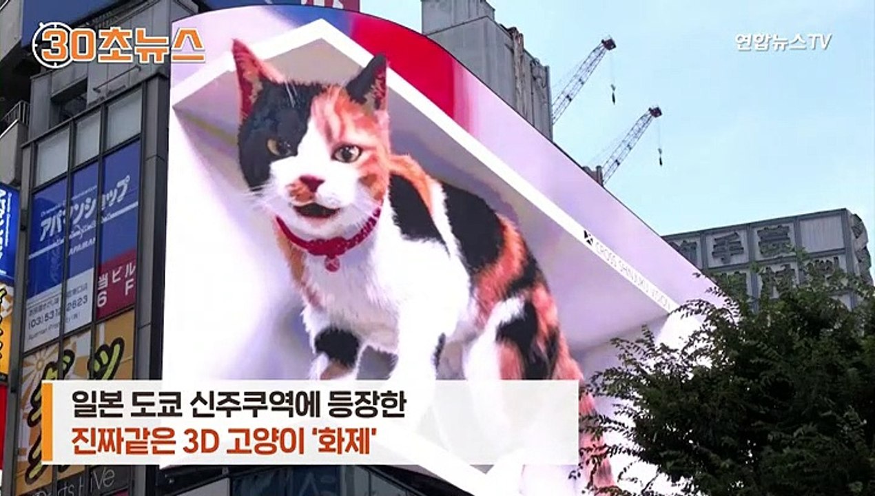 [30초뉴스] 日 신주쿠에 거대 고양이 출현 '깜짝'…정체는 3D 전광판