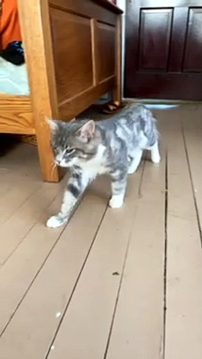 Kitty Can't Keep Upright After Anesthesia