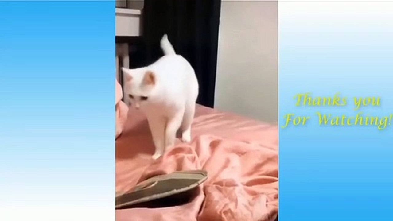 Funniest cat you ever seen