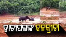 Elephants & Their Calves Play In Water In Dhenkanal