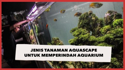 Jenis Tanaman Aquascape untuk Memperindah Aquarium