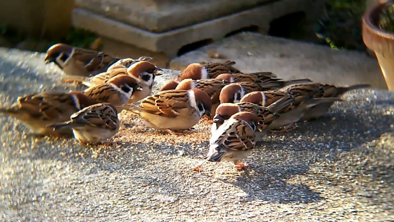 Sparrow || Feeding || Chirping Sound || Sweet & Relaxing Voice || Bird Lovers || Sparrow Bird Sound
