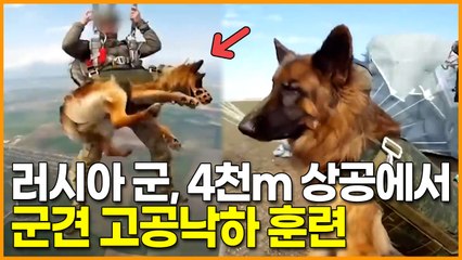 러시아, 4000m 상공에서 군견 고공낙하 훈련