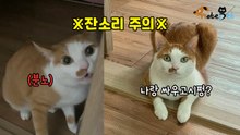 감히 집사가 딴짓을 해? ※잔소리 주의※