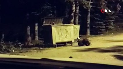 Bursa'da yiyecek arayan ayılar kamerada