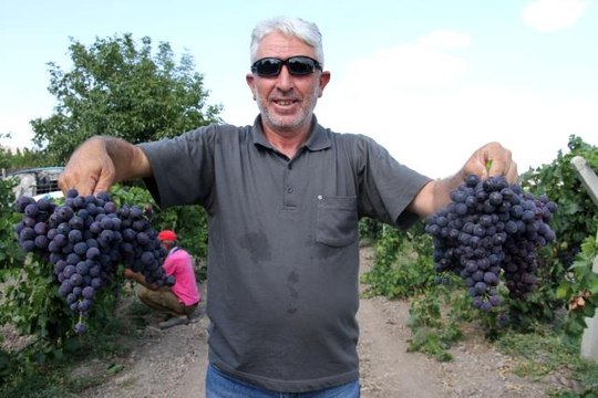 Elazığ'ın üzüm köyünde erkenci üzüm hasadı
