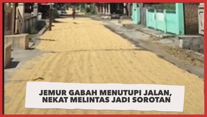 Warga Jemur Gabah sampai Menutupi Jalan, Aksi Pengendara Nekat Melintas Jadi Sorotan