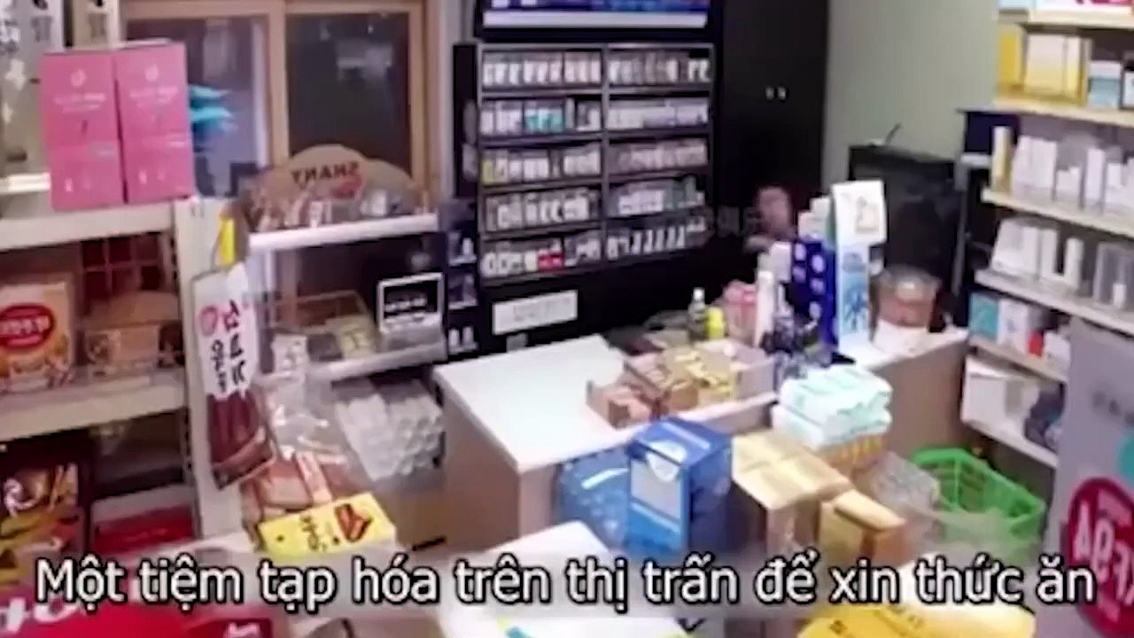 Chó mẹ què chân, chạy khắp phố xin đồ ăn cho đàn con trong rừng