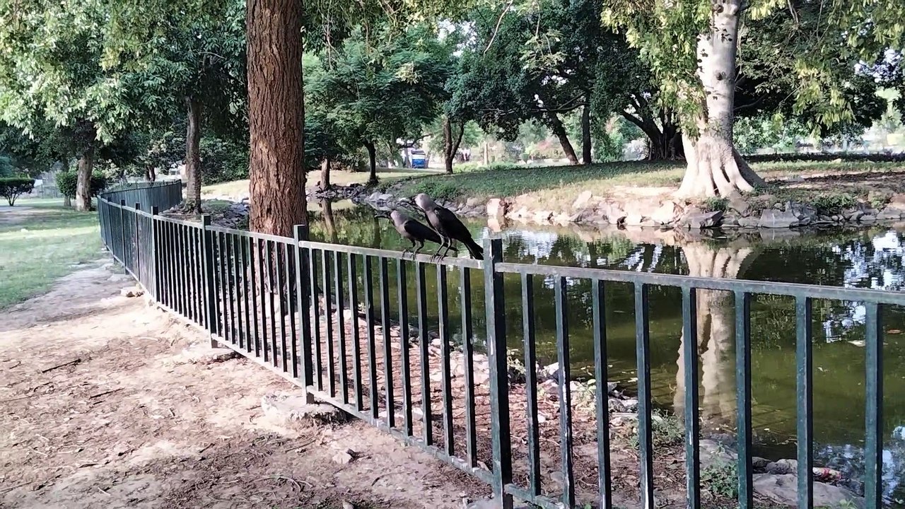 Crow Sound Effect | Crow Bird Sound | Kingdom Of Awais