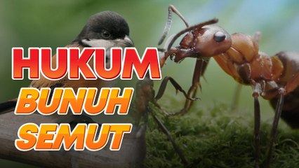 Rupa-rupanya ada cara nak bunuh semut, paling penting jangan guna api!