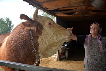İri cüssesi nedeniyle Kurban Pazarı'na çıkarılamıyor