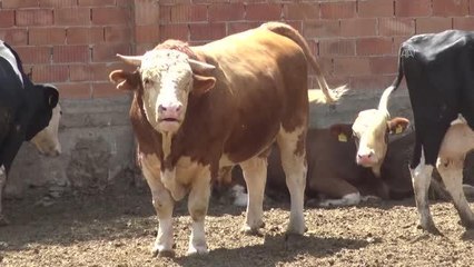 AFYONKARAHİSAR - 1 ton 650 kilogramlık "Paşa" isimli kurbanlık, pazara çıkarılamıyor