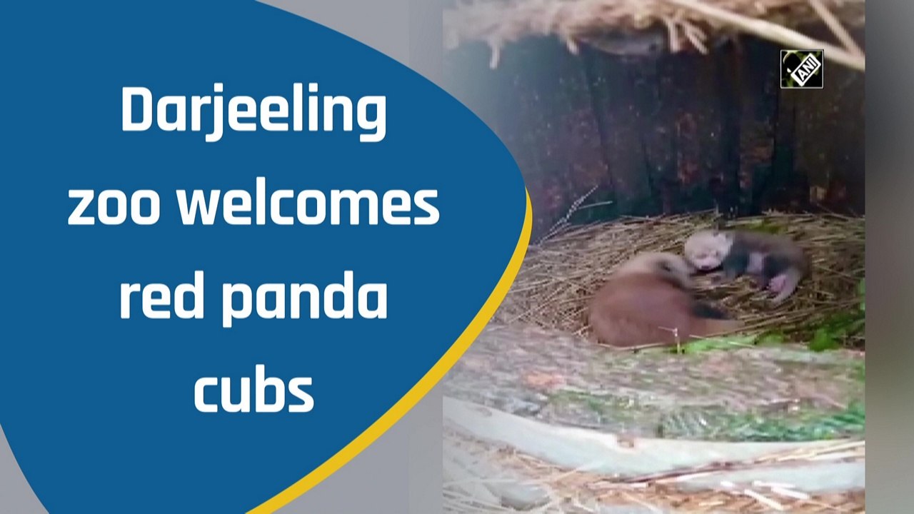 Darjeeling zoo welcomes red panda cubs