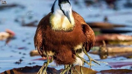 পৃথিবীর সবচেয়ে ভয়ংকর শিকারি প্রাণীও ছোট্ট এই ব্যাঙটিকে ভয় পায়!