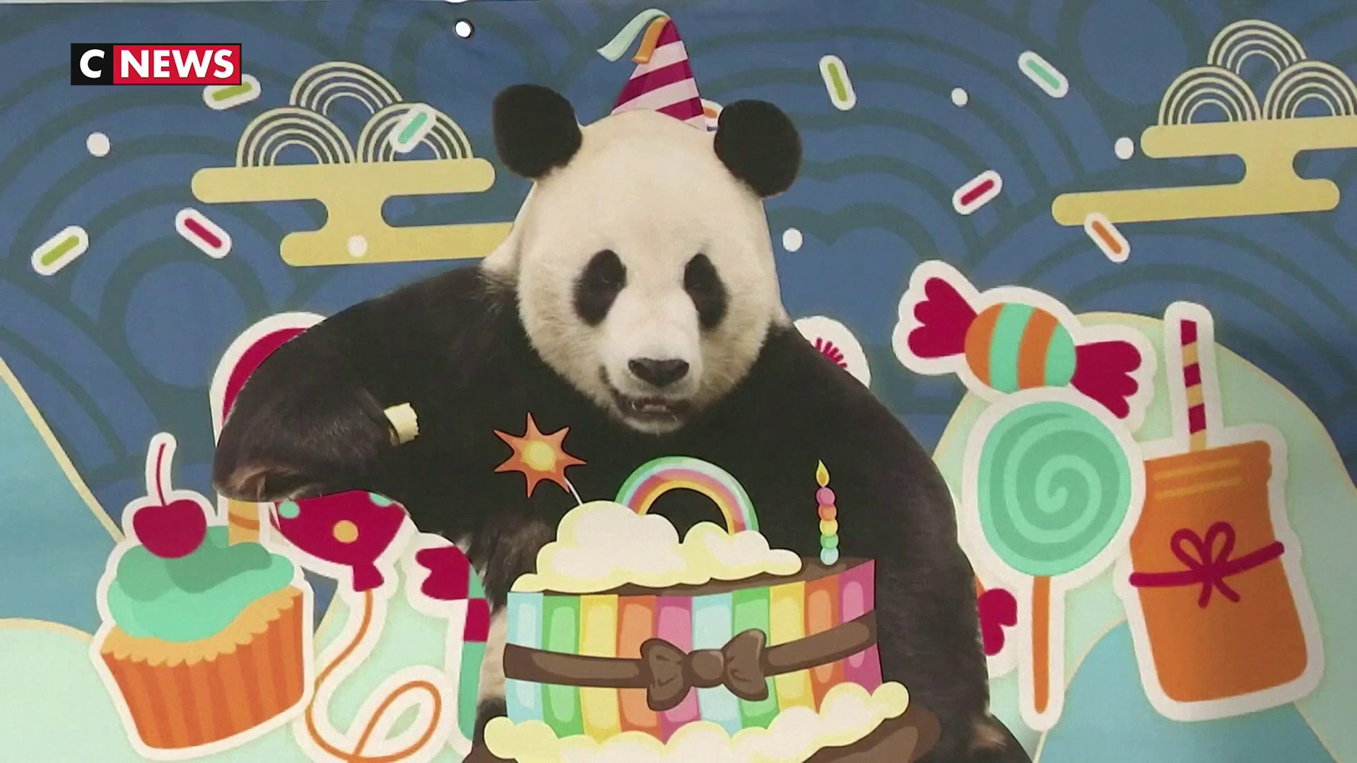 Chine Un Panda Fete Ses 11 Ans Avec Ses Fans Video Dailymotion