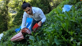 ÇAYKUR 2. sürgün yaş çay kampanyasının ilk gününde bin ton yaş çay aldı
