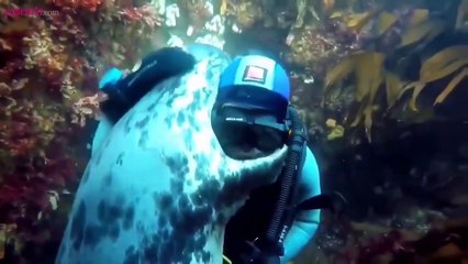 Su altındaki dalgıça sarılan deniz aslanı