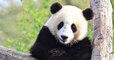 La Chine annonce que les pandas géants ne sont plus en danger