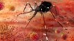 Zika Virus से कैसे करें बचाव, WHO ALERT | How to treat Zika Virus | Boldsky