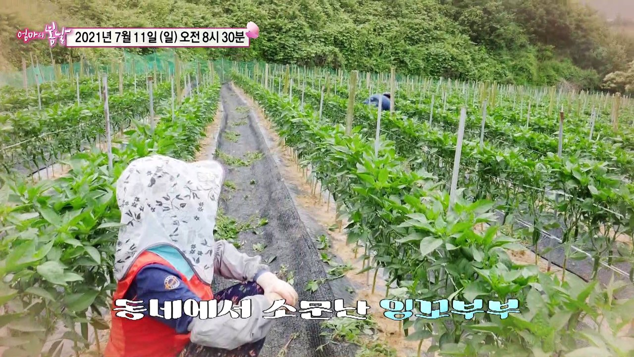 소문난 잉꼬부부가 사는 법_엄마의 봄날 304회 예고 TV CHOSUN 210711 방송