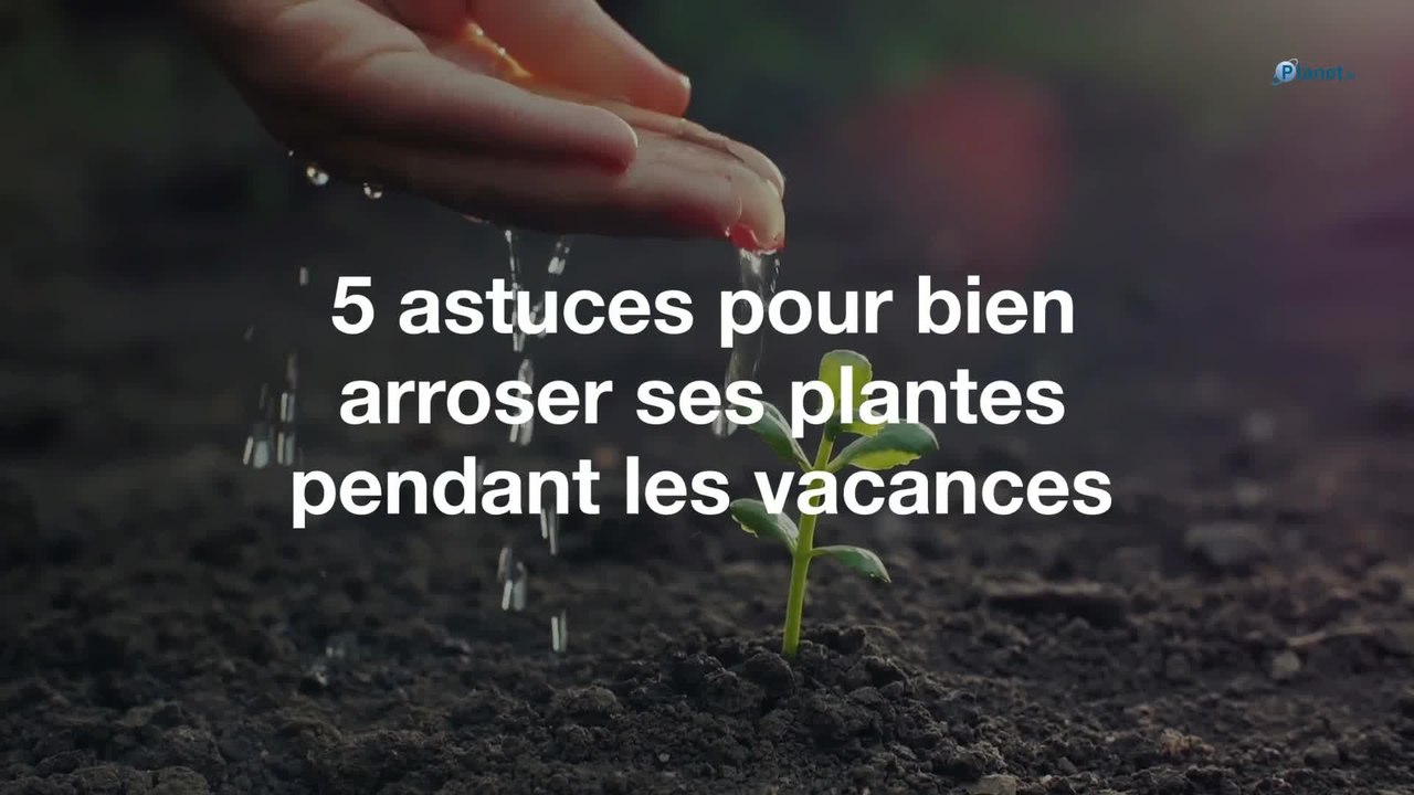 5 astuces pour bien arroser ses plantes pendant les vacances