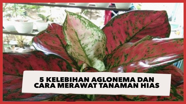 5 Kelebihan Aglonema dan Cara Merawat Tanaman Hias yang Banyak Peminatnya
