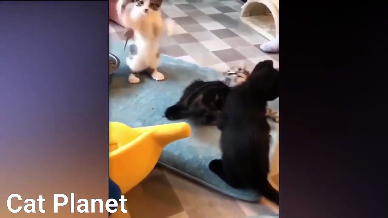funny cats video compilation 2021