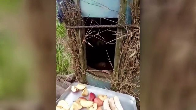 Naissance de pandas roux en Inde alors que l'espèce est menacée d'extinction