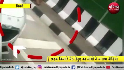 SIWNI: सड़क किनारे बैठे तेंदुए का लोगों ने बनाया वीडियो