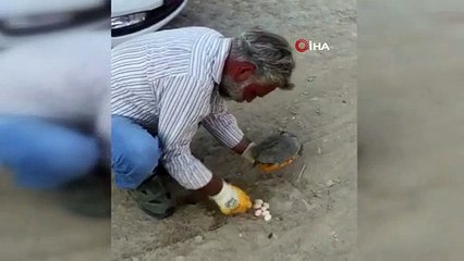 Kaplumbağa yol ortasına yumurtladı