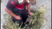 Yağmur suyu drenaj kanalına düşen yavru kediyi jandarma ekipleri kurtardı