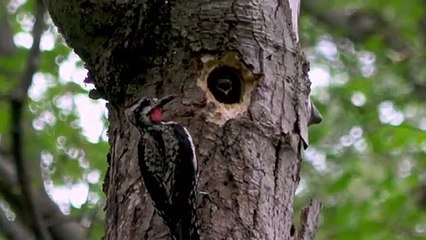 Baby woodpeckers demand food from their hard-working dad 4K