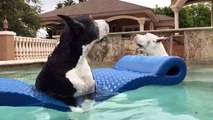 Great Danes chill out on floatie before Florida storm 4K