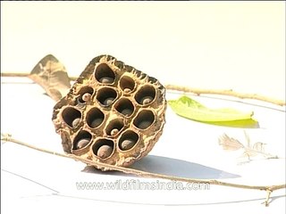 Dry lotus seeds