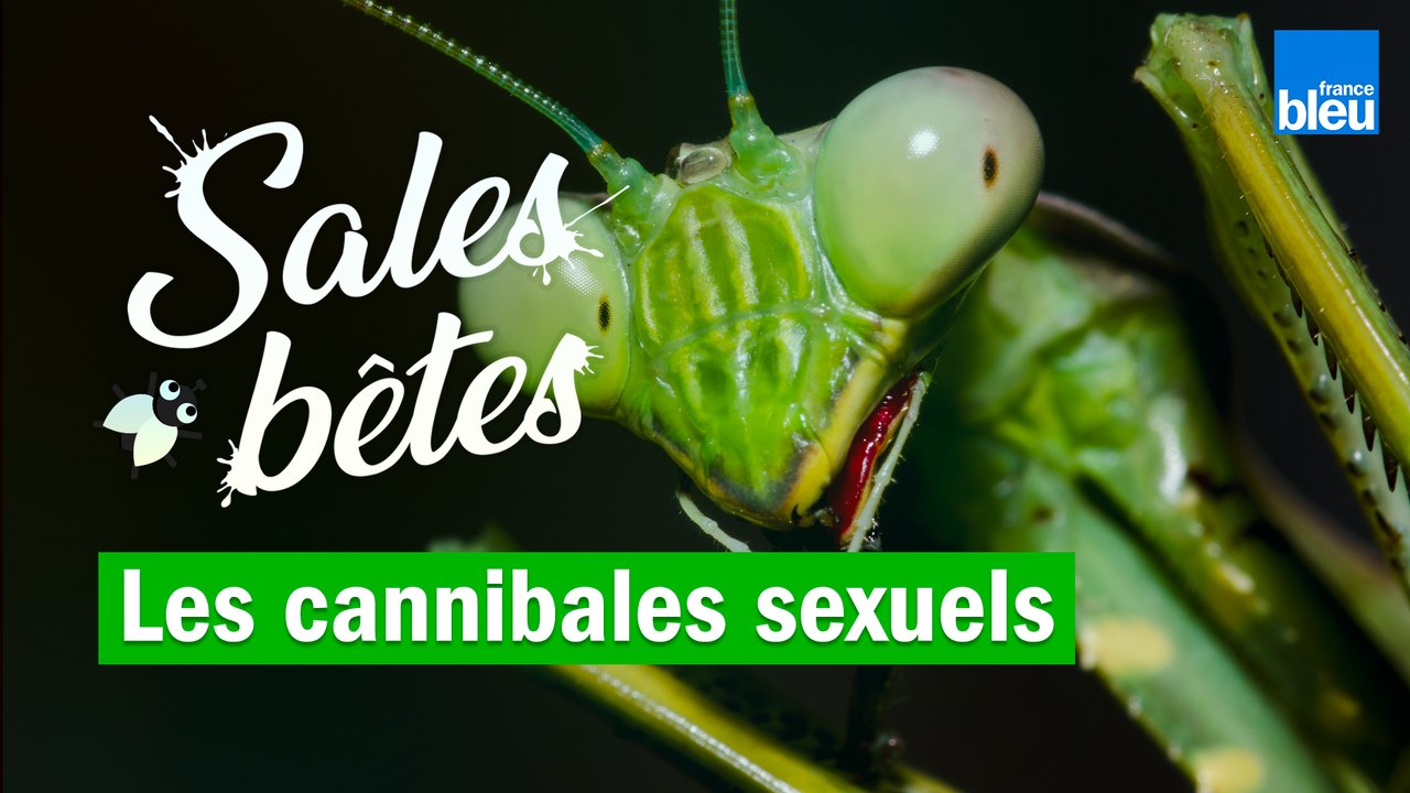 Araignée, argonaute et mante religieuse : ils ont une sexualité dévorante