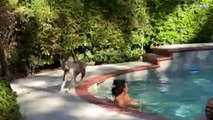 Must See! Dog Owner Pretends To Drown, Pup Jumps in for Incredible Rescue