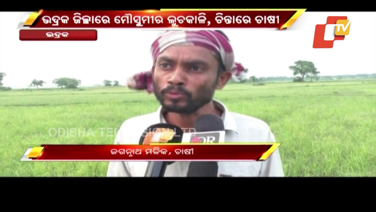 Deficit Rain Triggers Panic Among Farmers In Bhadrak