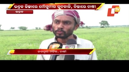 Deficit Rain Triggers Panic Among Farmers In Bhadrak