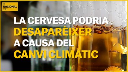La cervesa podria desaparèixer a causa del canvi climàtic
