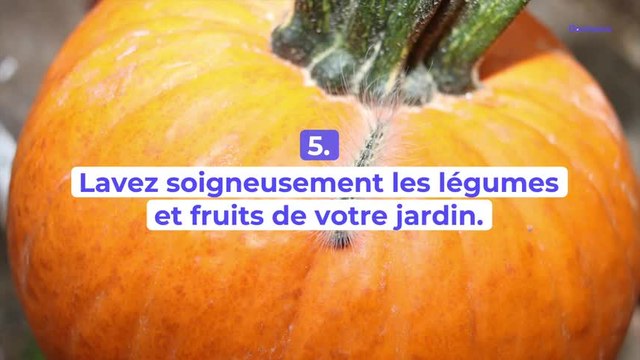 Attention aux chenilles processionnaires urticantes