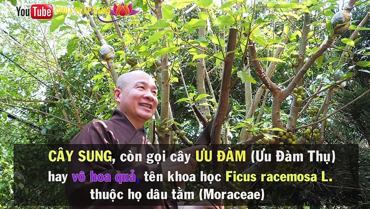Bài Thuốc Trị Vi Khuẩn Hp Dạ Dày – Trào Ngược Dạ Dày – Viêm Loét Dạ Dày Rất Hay  Chùa Pháp Tạng
